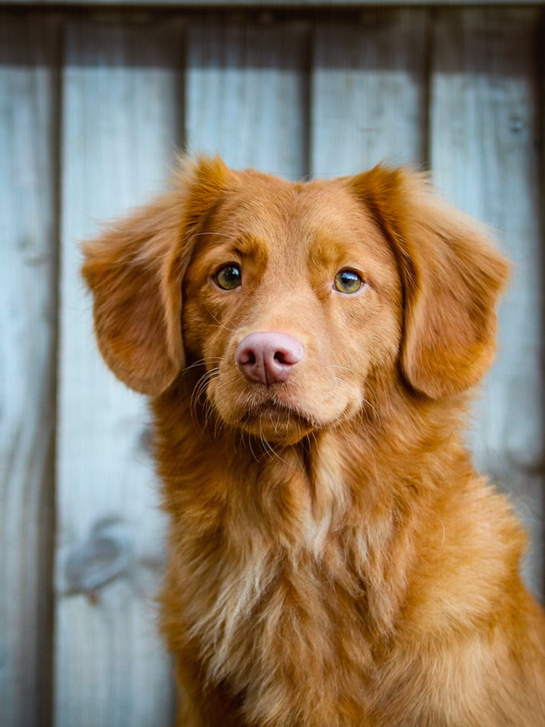 Dog in front of a fence source image